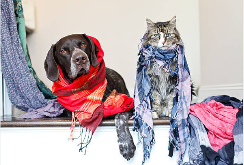 Pet Apparel & Accessories