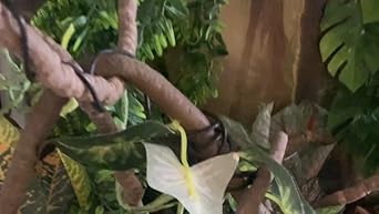 Terrarium Hanging Plant Vines Artificial Leaves Reptile Hide