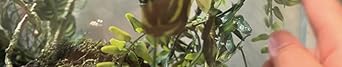 Terrarium Hanging Plant Vines Artificial Leaves Reptile Hide