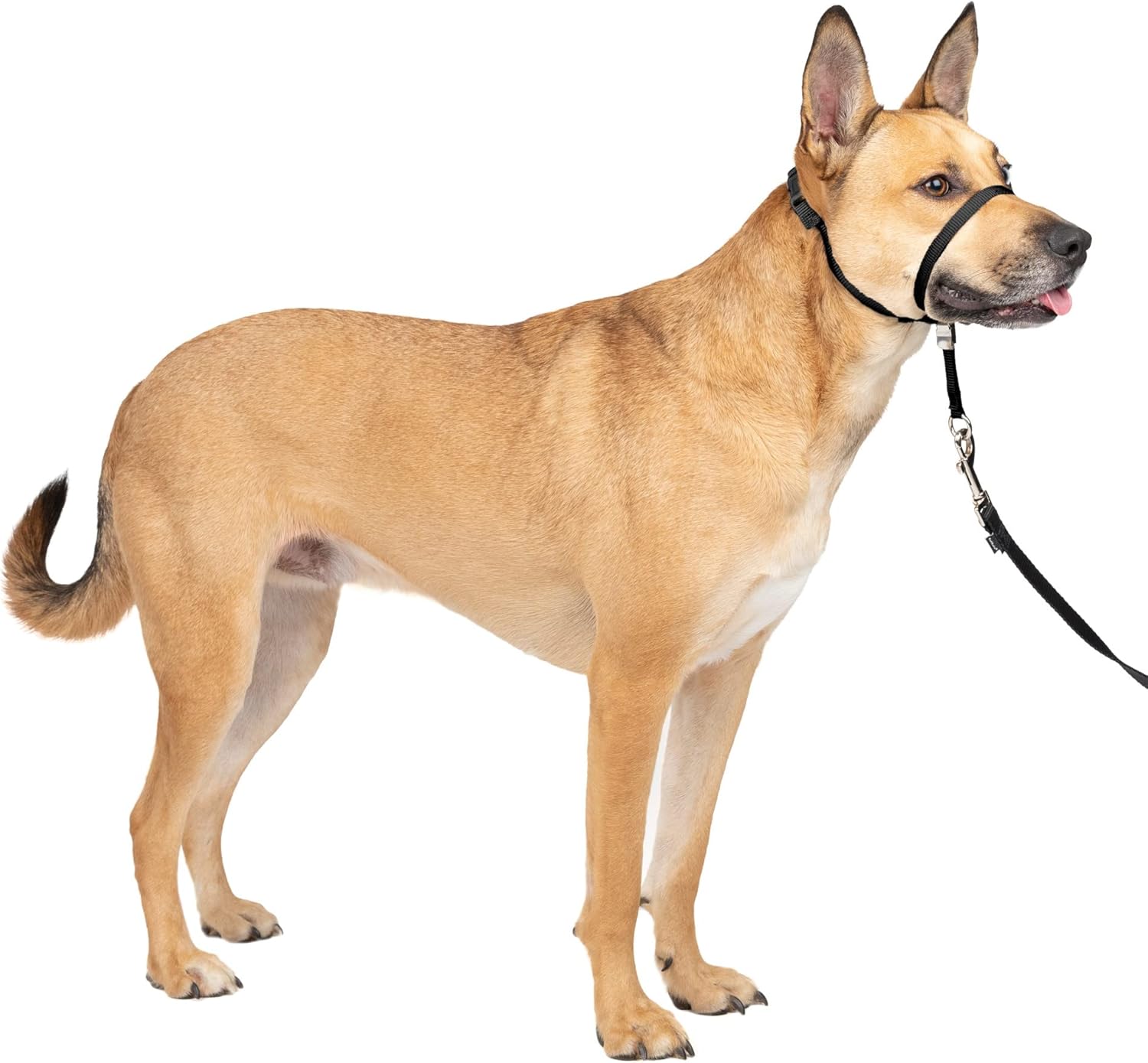 Gentle Leader No-Pull Head Collar for Dogs