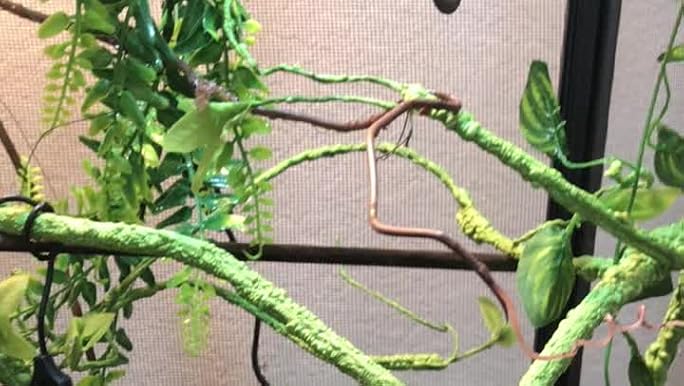 Terrarium Hanging Plant Vines Artificial Leaves Reptile Hide