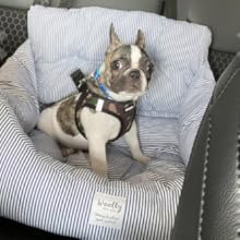 Dog car seat Dog Booster seat