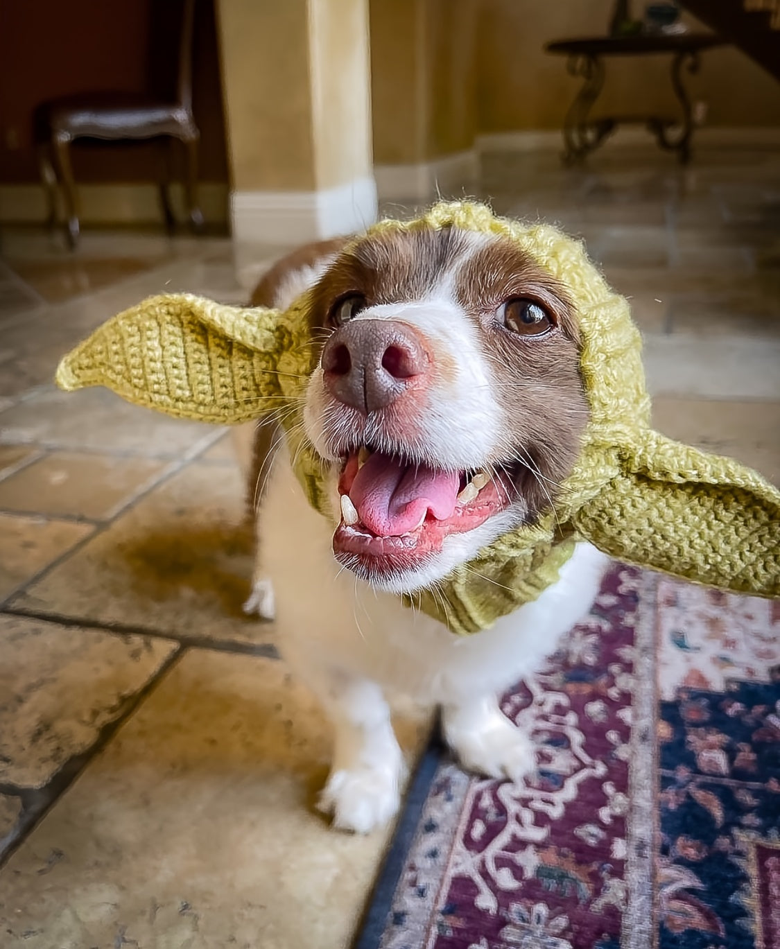 Green Elf Windproof Knitted Dog Hat & Ear Muffs