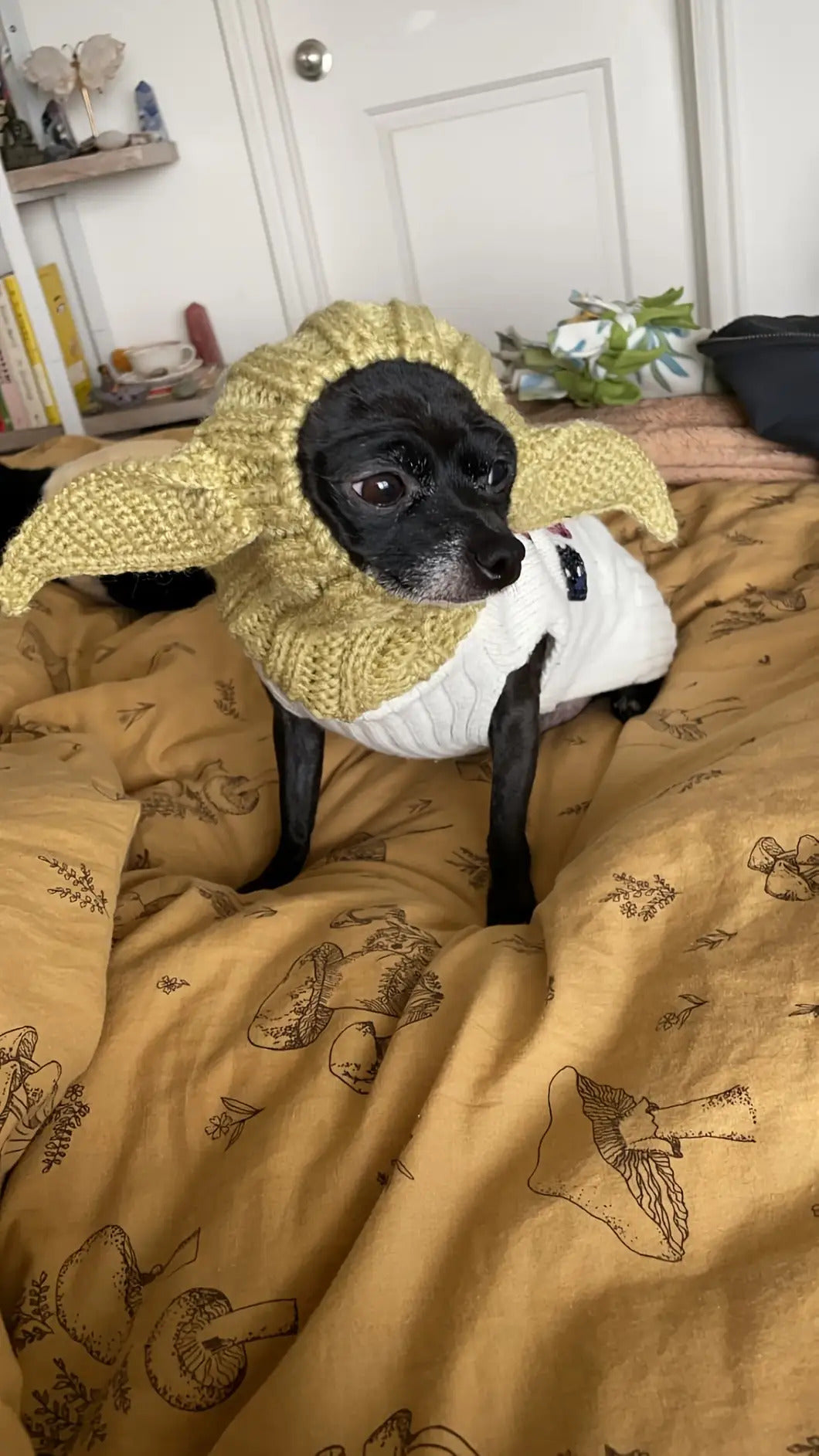 Green Elf Windproof Knitted Dog Hat & Ear Muffs