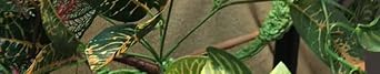 Terrarium Hanging Plant Vines Artificial Leaves Reptile Hide