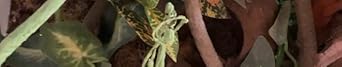 Terrarium Hanging Plant Vines Artificial Leaves Reptile Hide