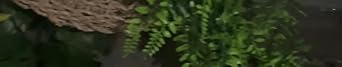 Terrarium Hanging Plant Vines Artificial Leaves Reptile Hide