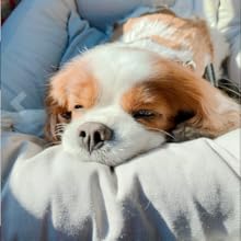Dog car seat Dog Booster seat