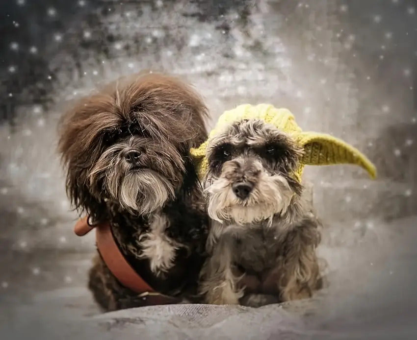 Green Elf Windproof Knitted Dog Hat & Ear Muffs