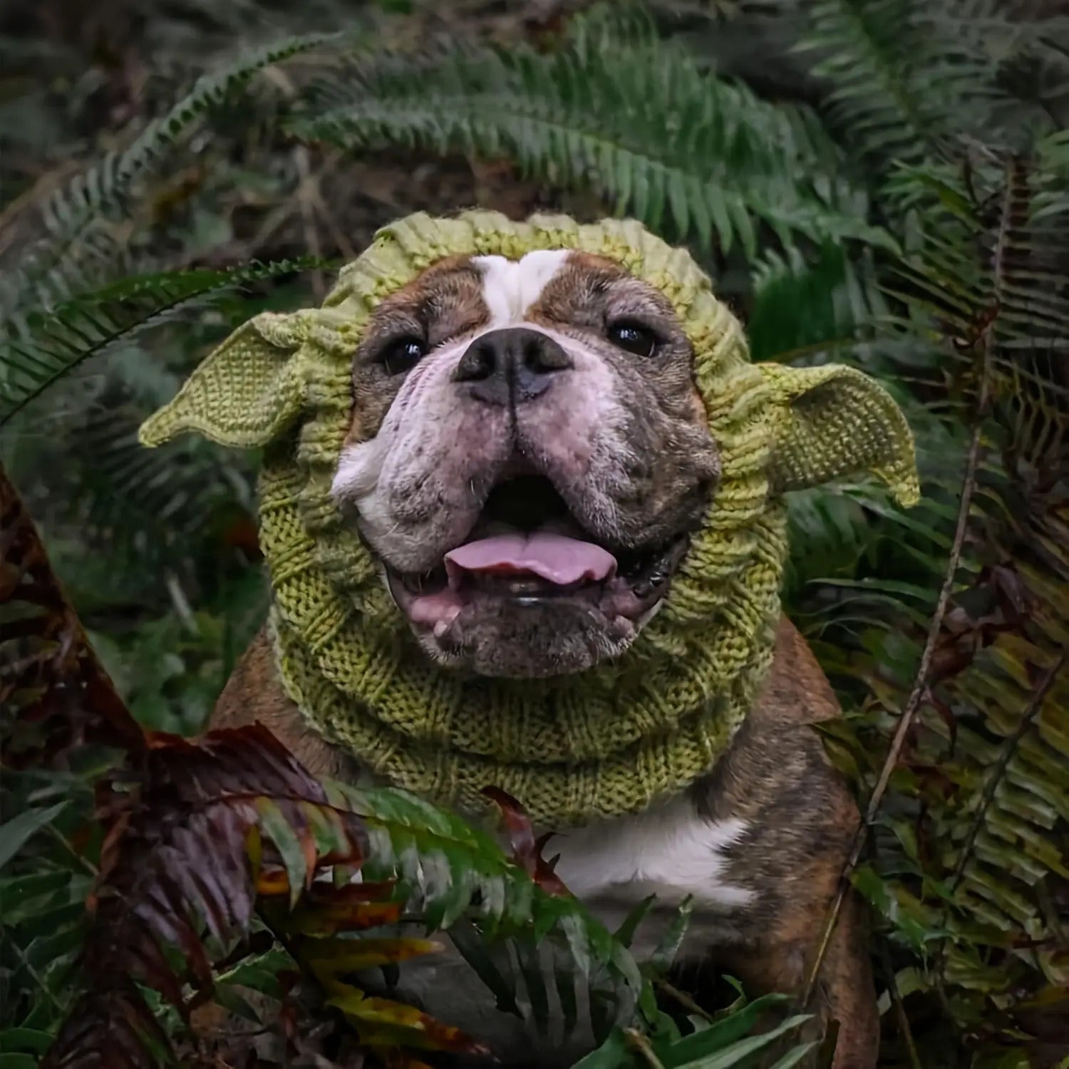 Green Elf Windproof Knitted Dog Hat & Ear Muffs